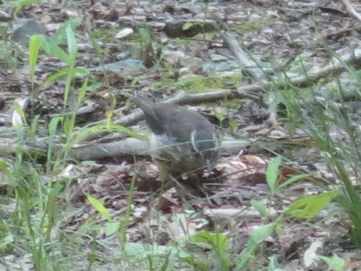 Louisiana Waterthrush - ML642136699