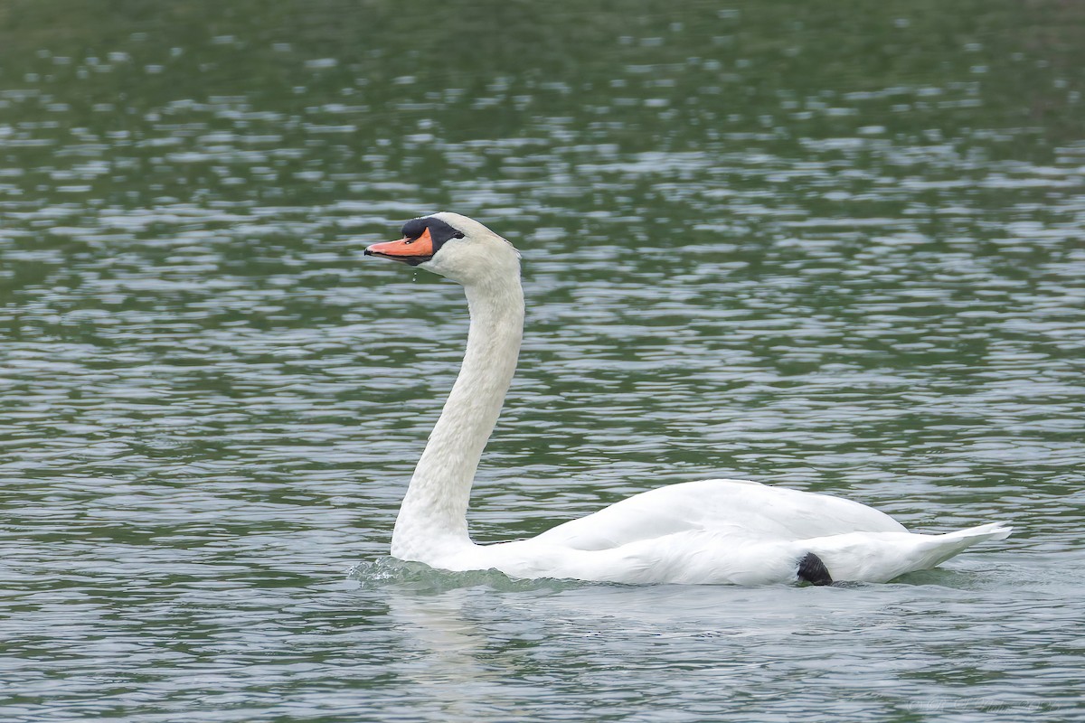 Cygne tuberculé - ML642136700