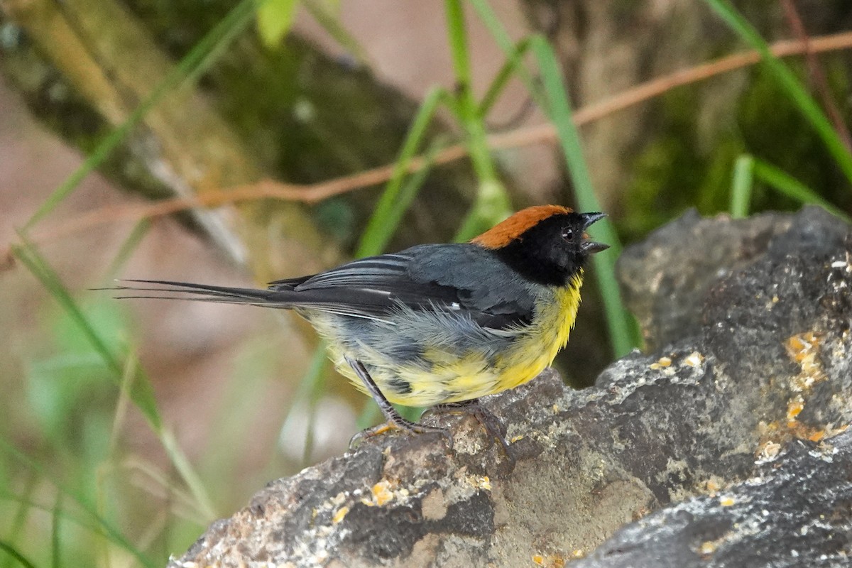 Yellow-breasted Brushfinch (nigrifrons) - ML642136701