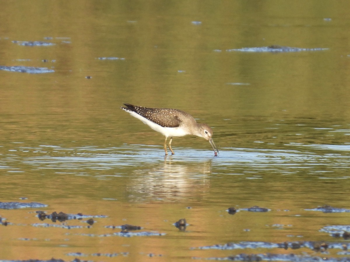Einsiedelwasserläufer - ML642136702