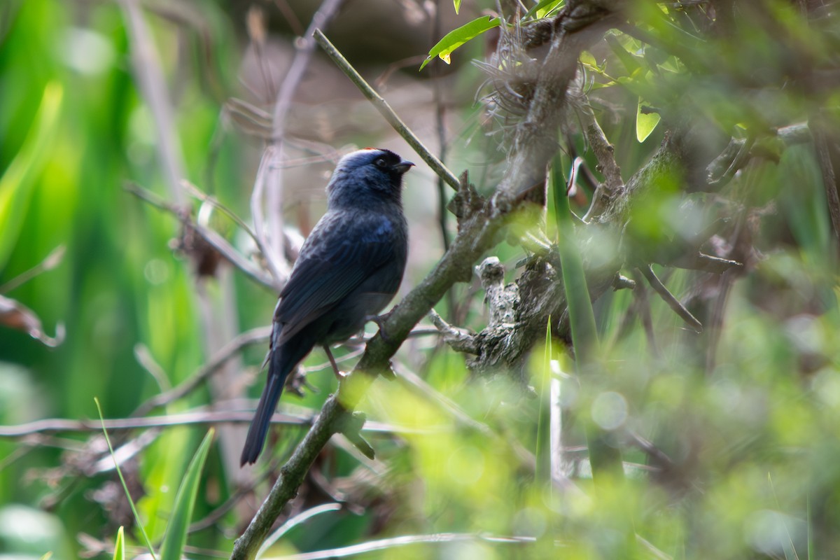 Diademed Tanager - ML642136708