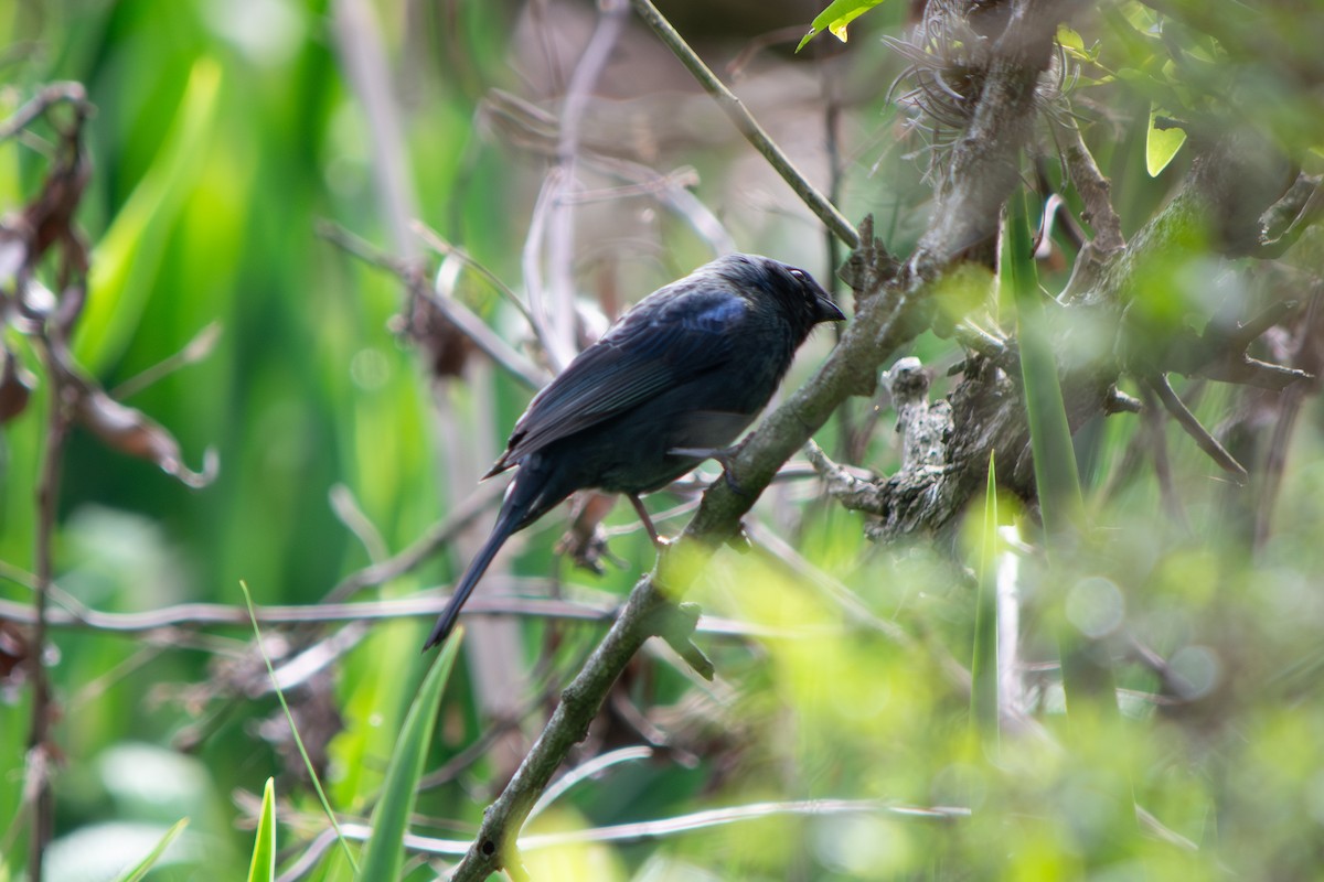 Diademed Tanager - ML642136709
