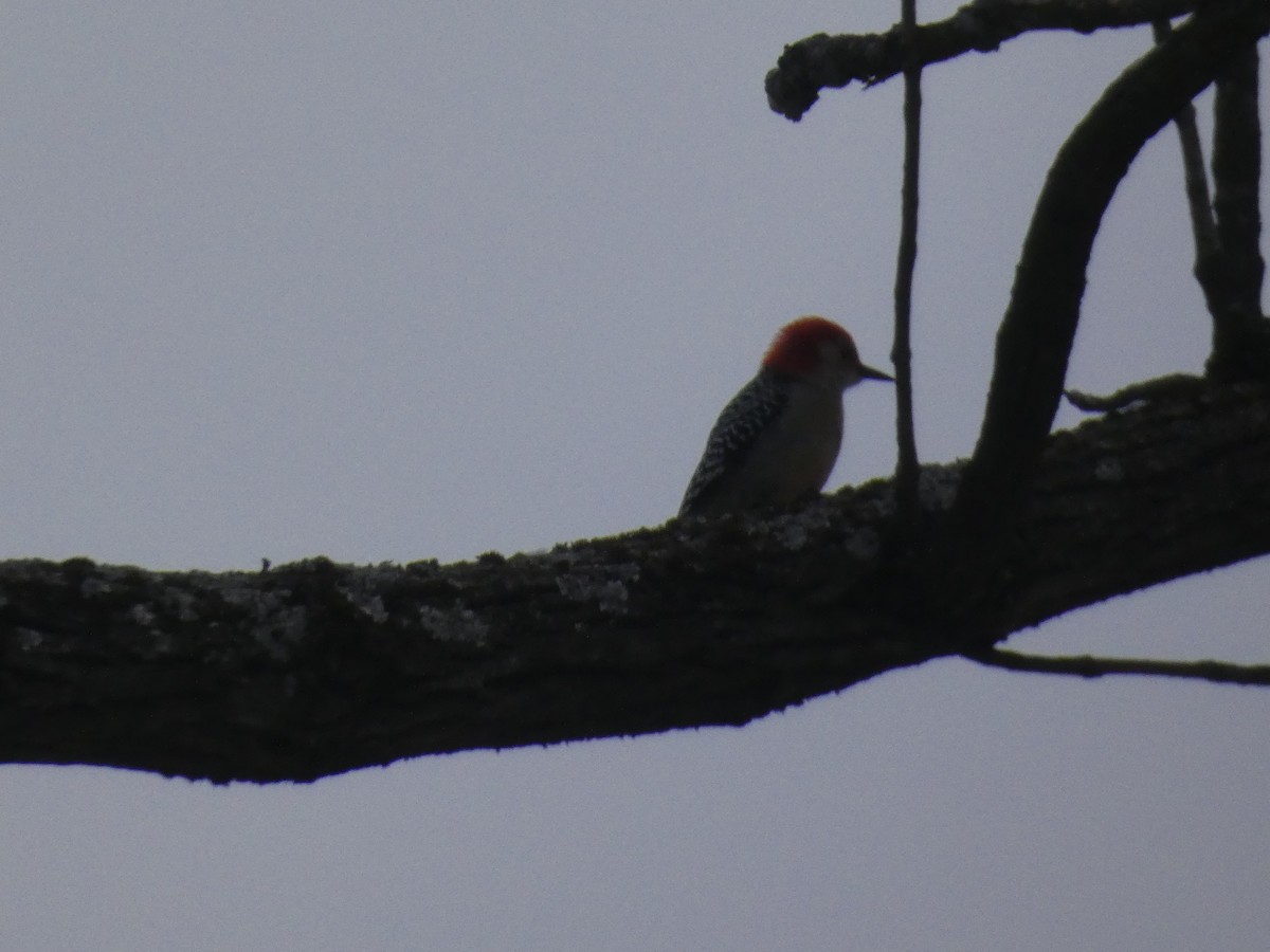 Red-bellied Woodpecker - ML642136711