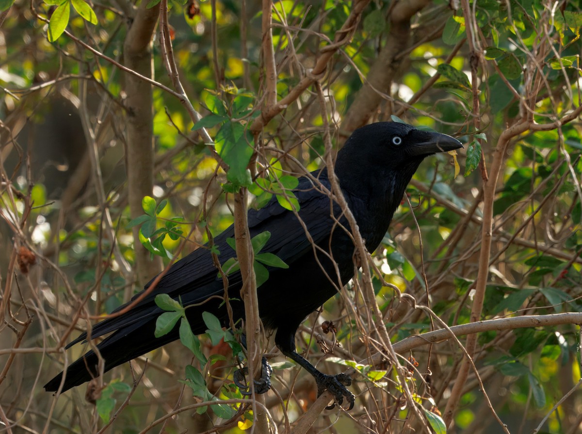 Torresian Crow - ML642136712