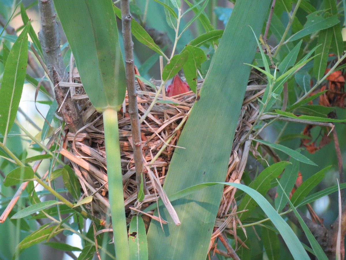 Red-winged Blackbird - ML642136717