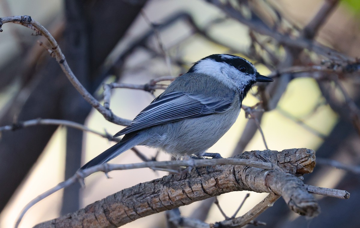 Mésange de Gambel - ML642136719