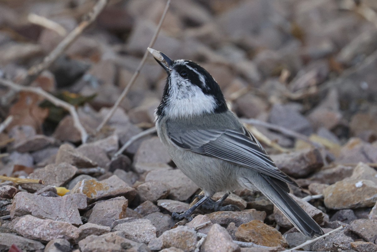 Mésange de Gambel - ML642136720