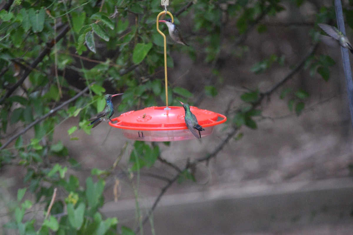 Broad-billed Hummingbird - ML642136722