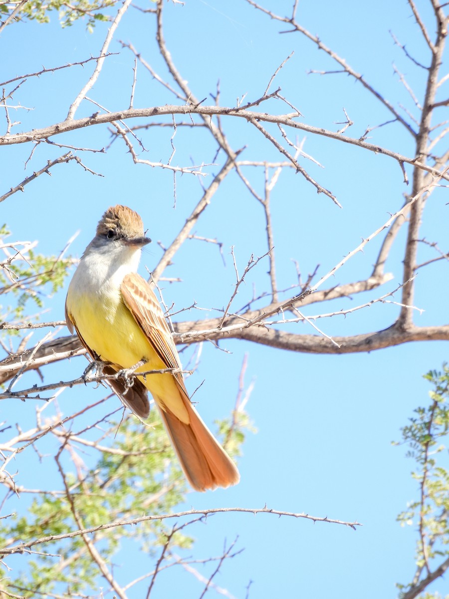 Brown-crested Flycatcher (Arizona) - ML642136737