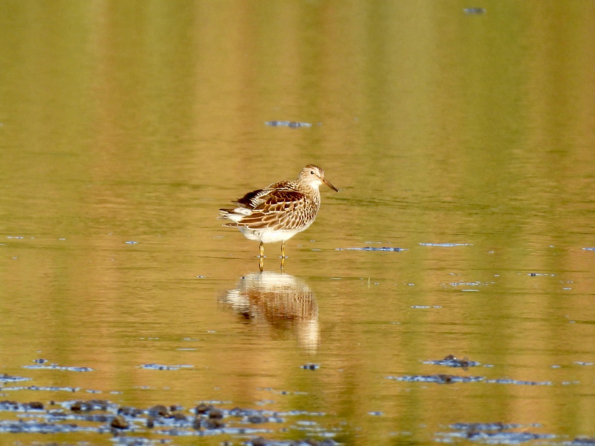 Pectoral Sandpiper - ML642136744
