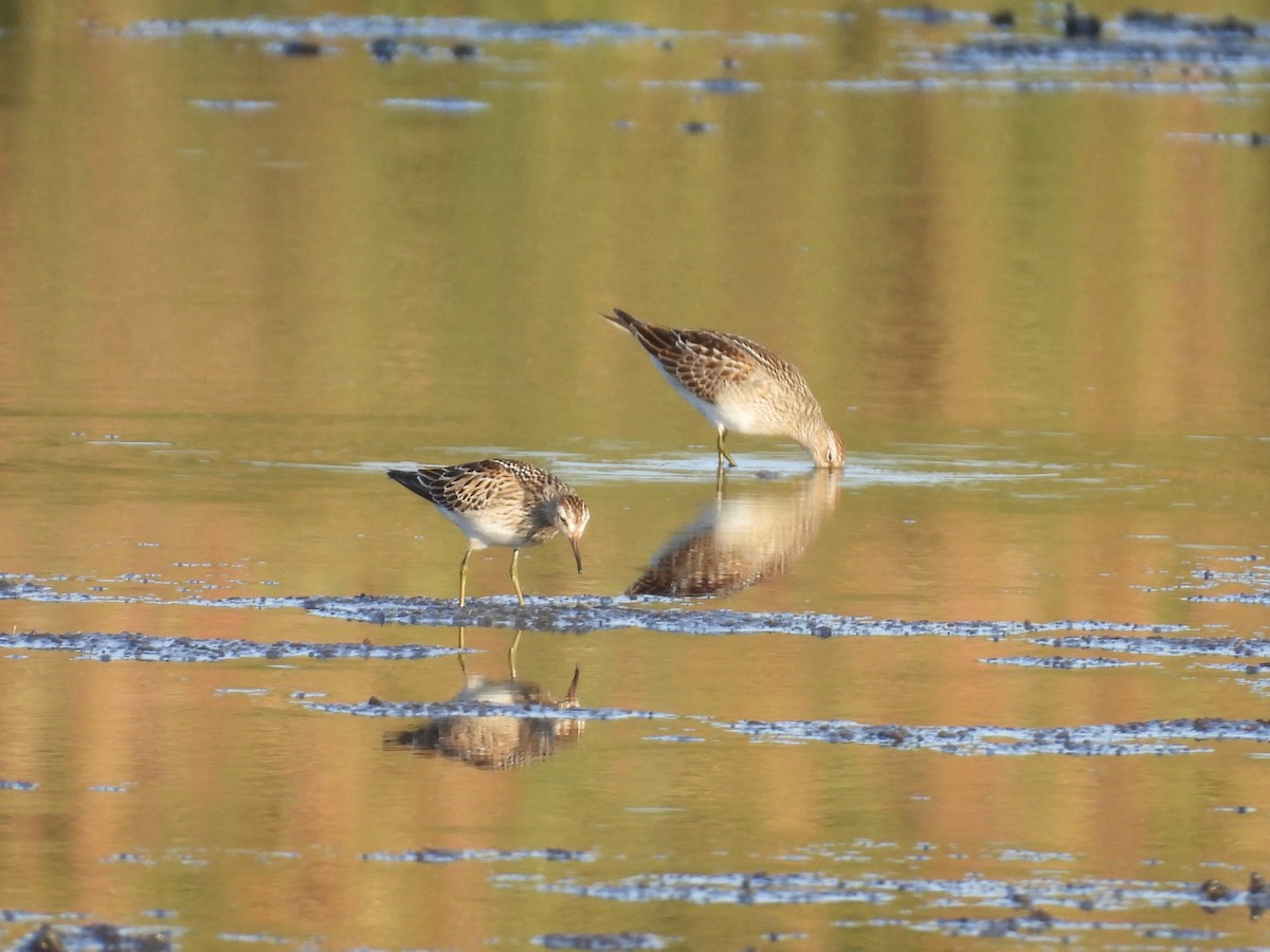 Pectoral Sandpiper - ML642136745