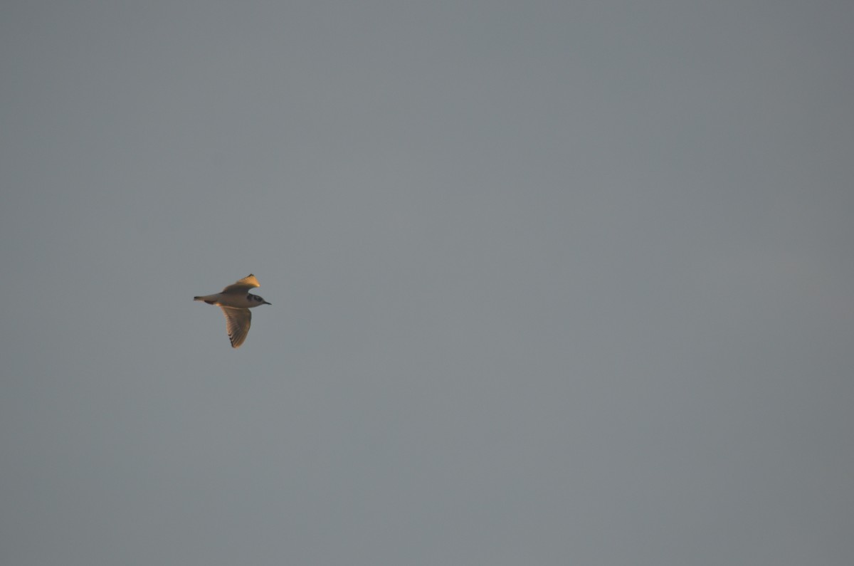 Little Gull - ML642136749
