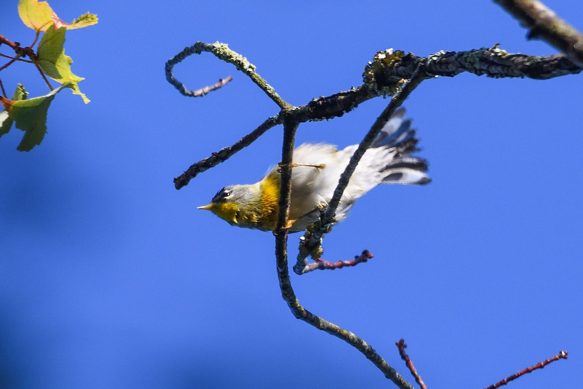 Northern Parula - ML642136752