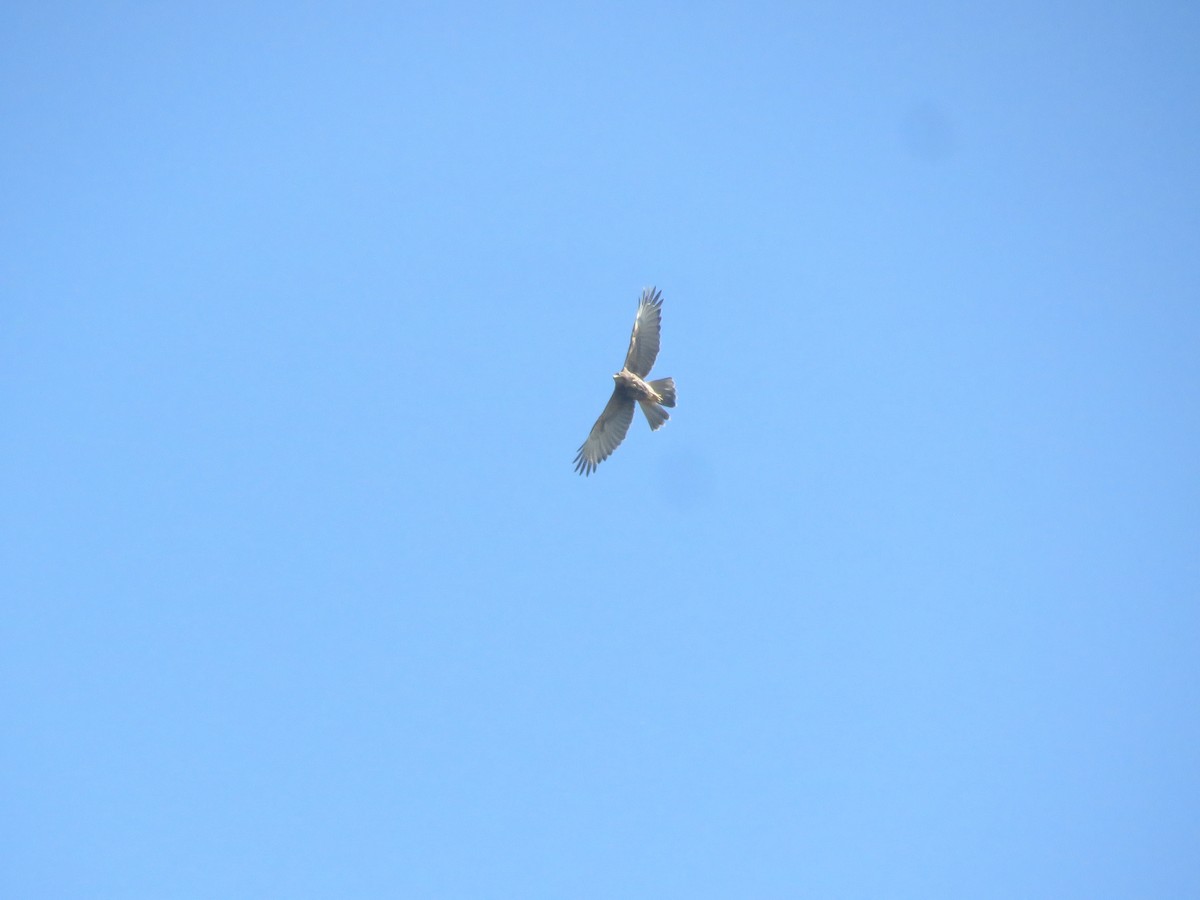 Harris's Hawk - ML642136757