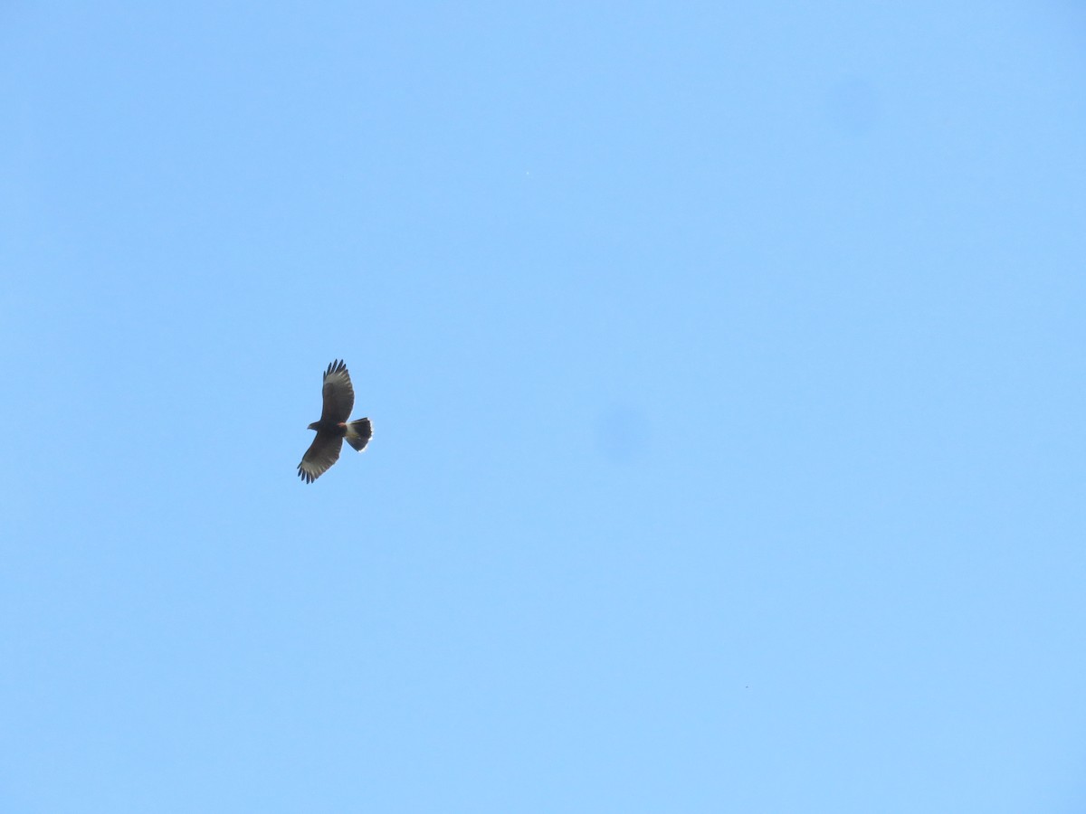 Harris's Hawk - ML642136758