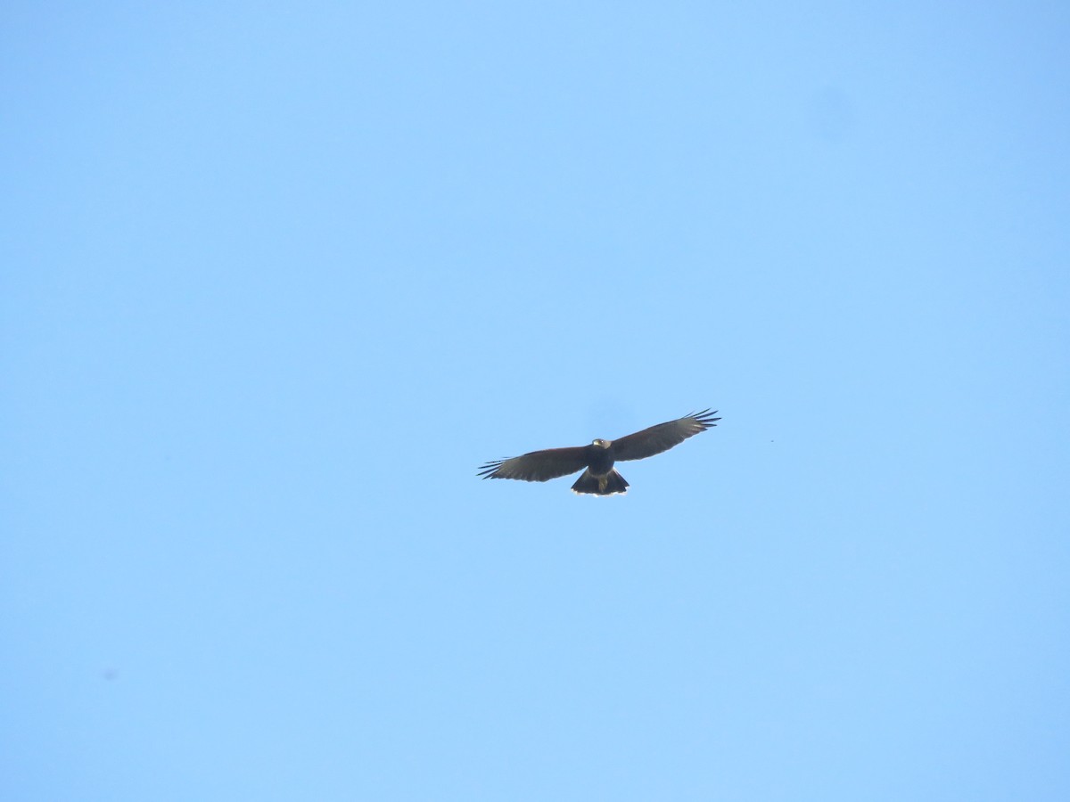 Harris's Hawk - ML642136759