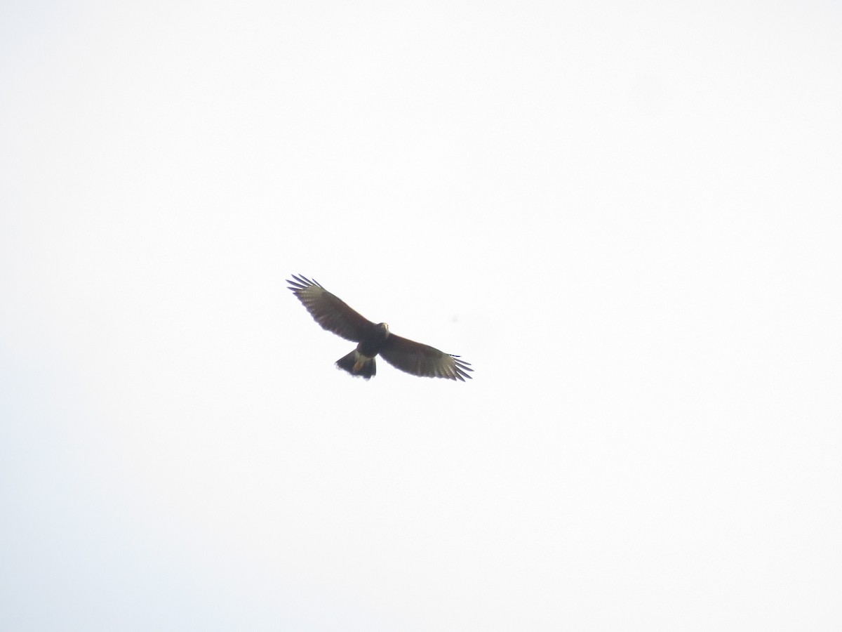 Harris's Hawk - ML642136760