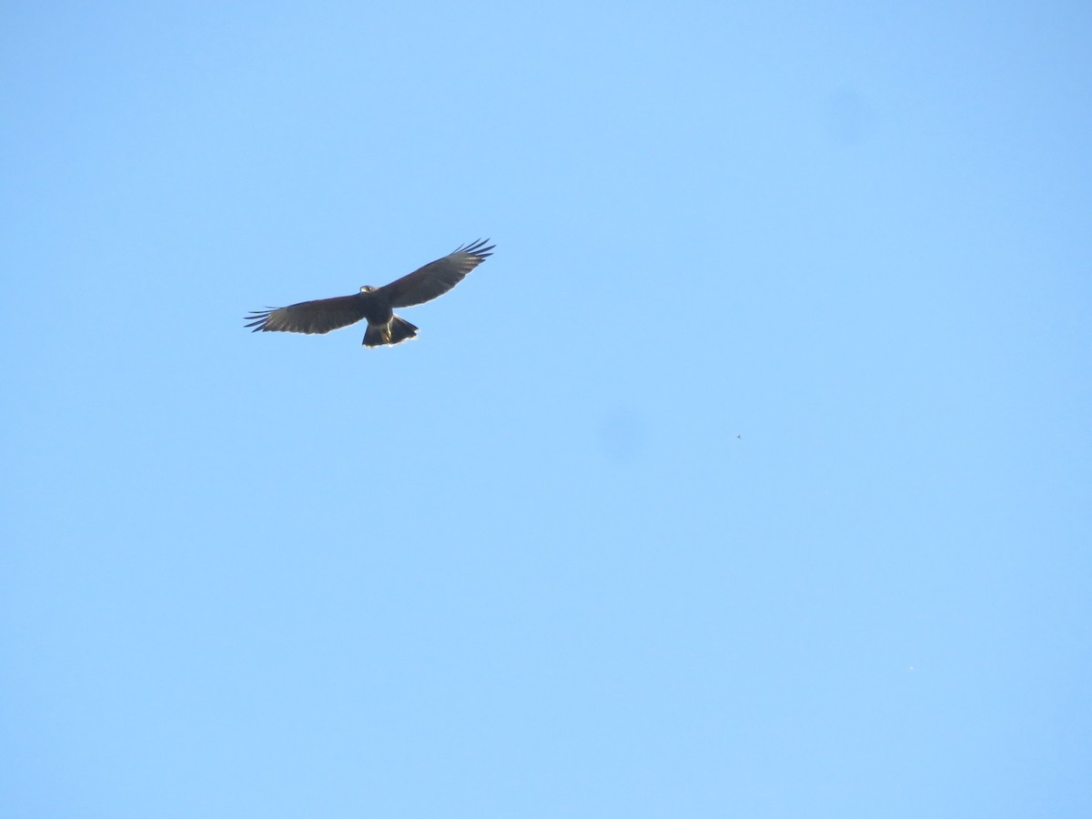 Harris's Hawk - ML642136761