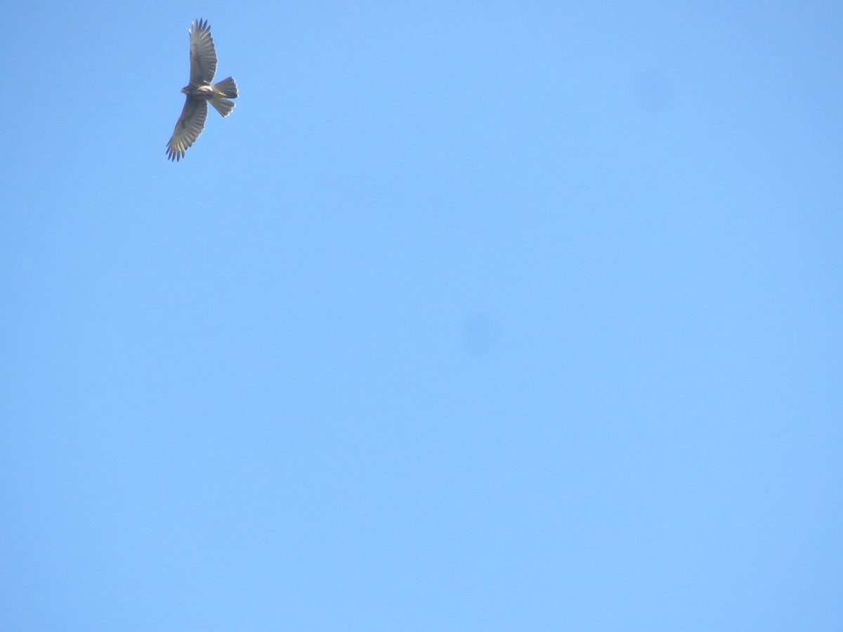 Harris's Hawk - ML642136762