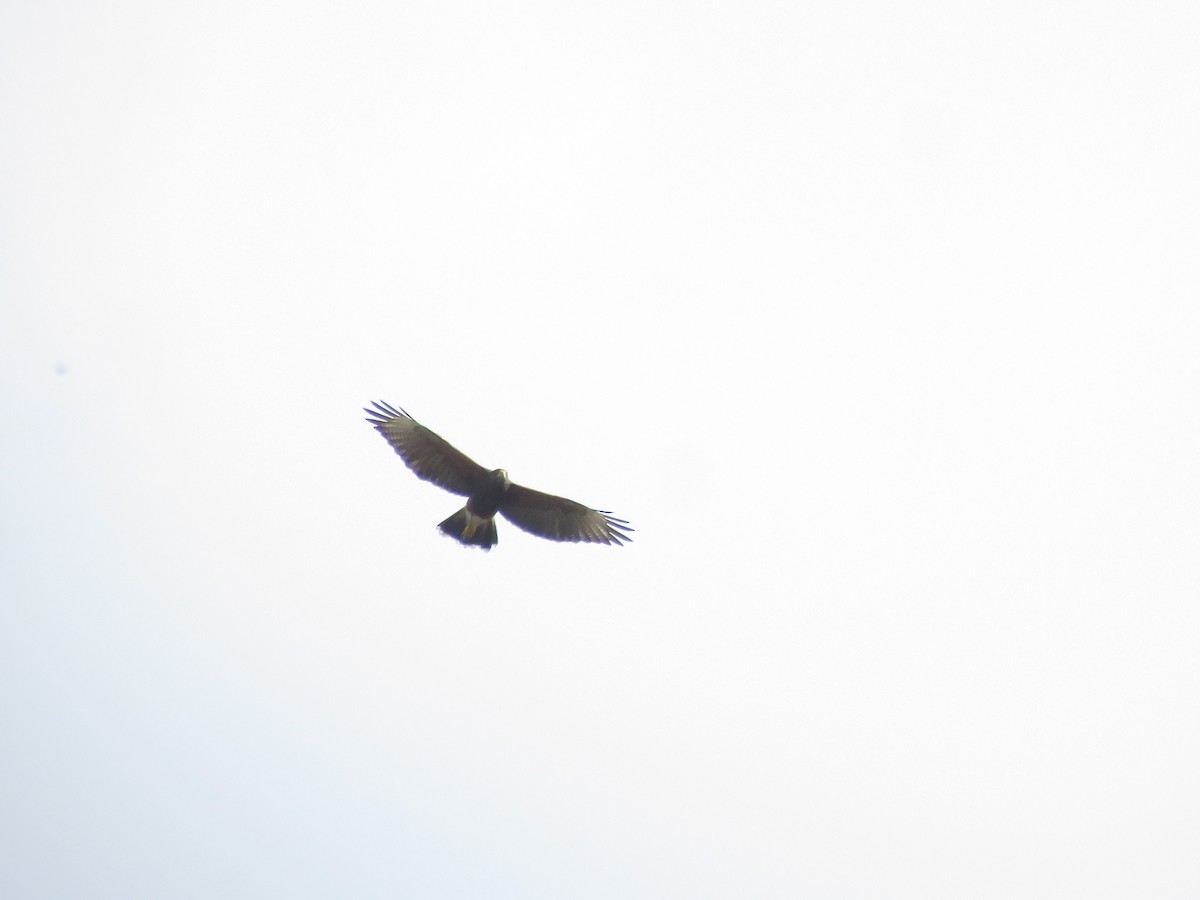 Harris's Hawk - ML642136763