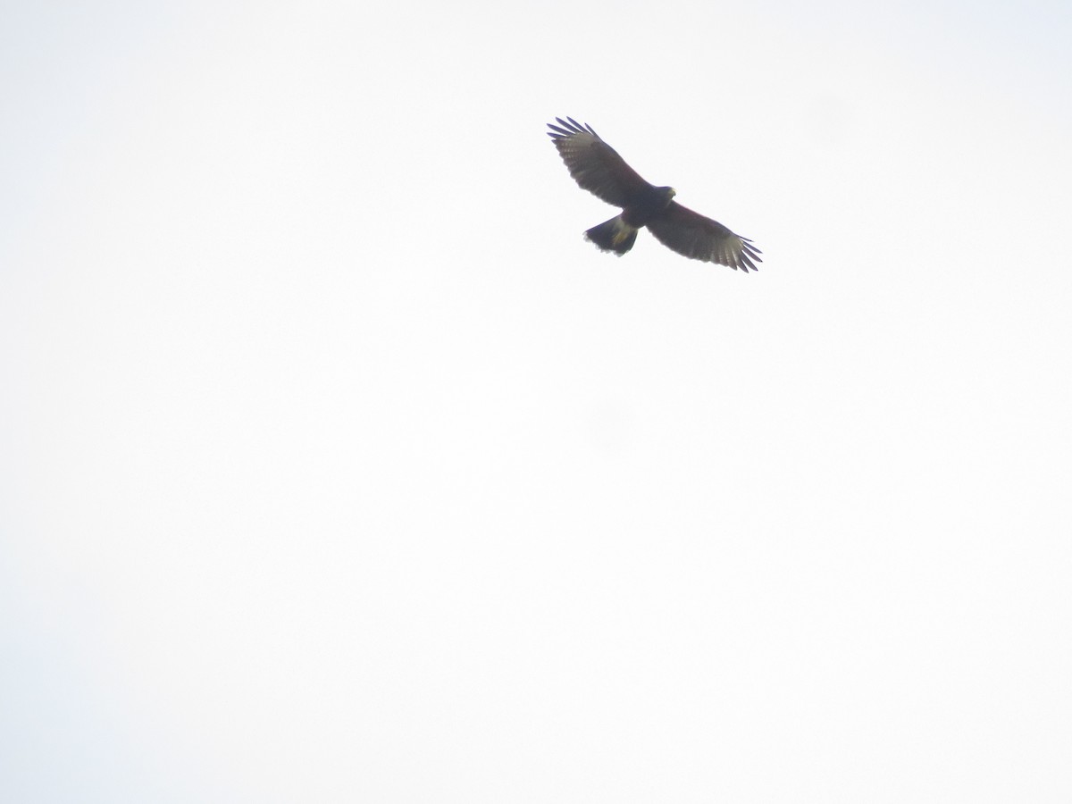 Harris's Hawk - ML642136764