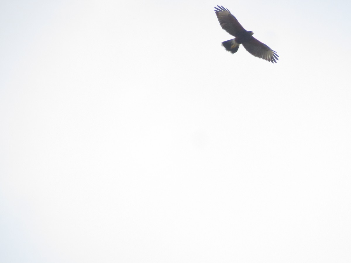 Harris's Hawk - ML642136765