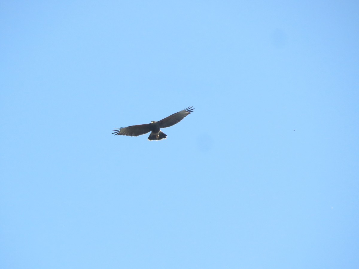 Harris's Hawk - ML642136766