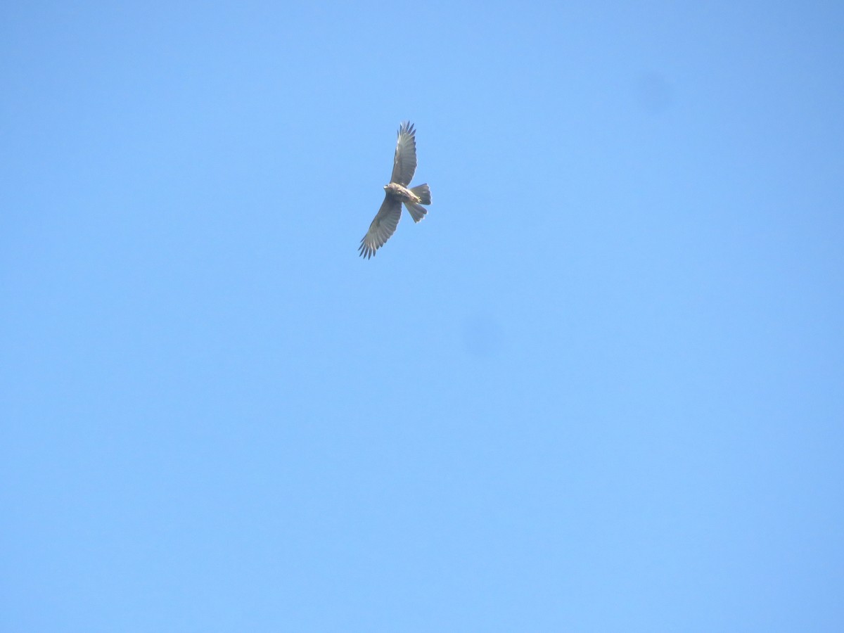 Harris's Hawk - ML642136767