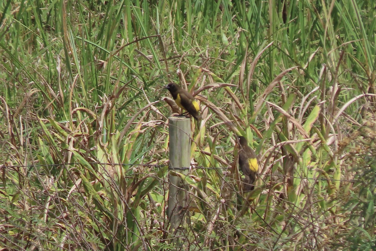 Yellow-rumped Marshbird - ML642136768