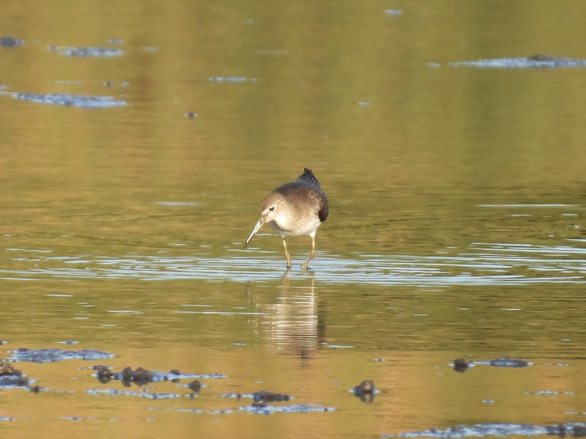 Einsiedelwasserläufer - ML642136771