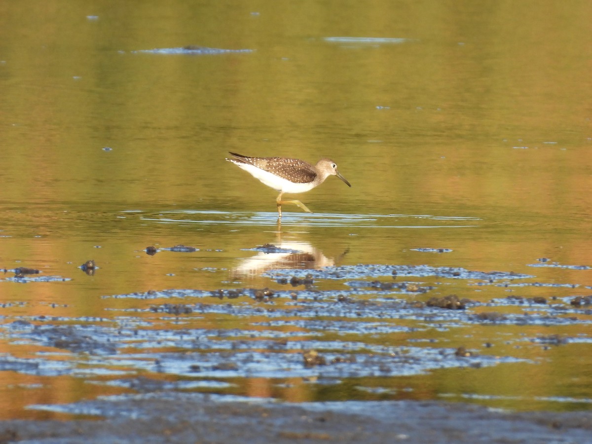 Einsiedelwasserläufer - ML642136772