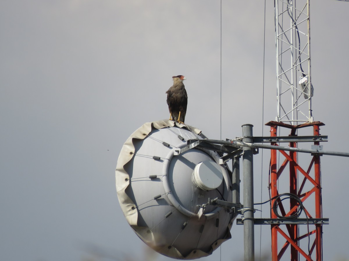 Crested Caracara - ML642136773