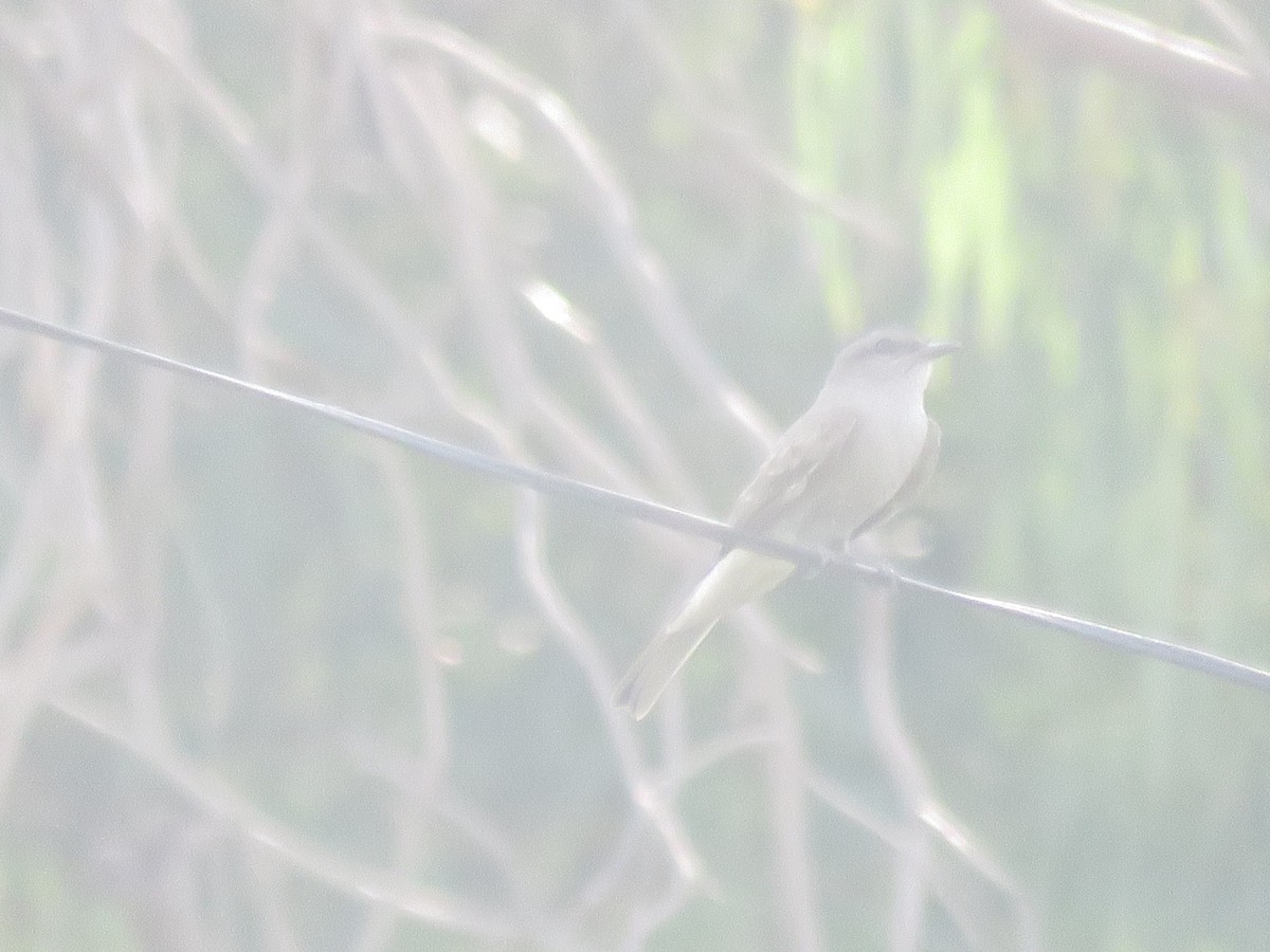Crowned Slaty Flycatcher - ML642136778