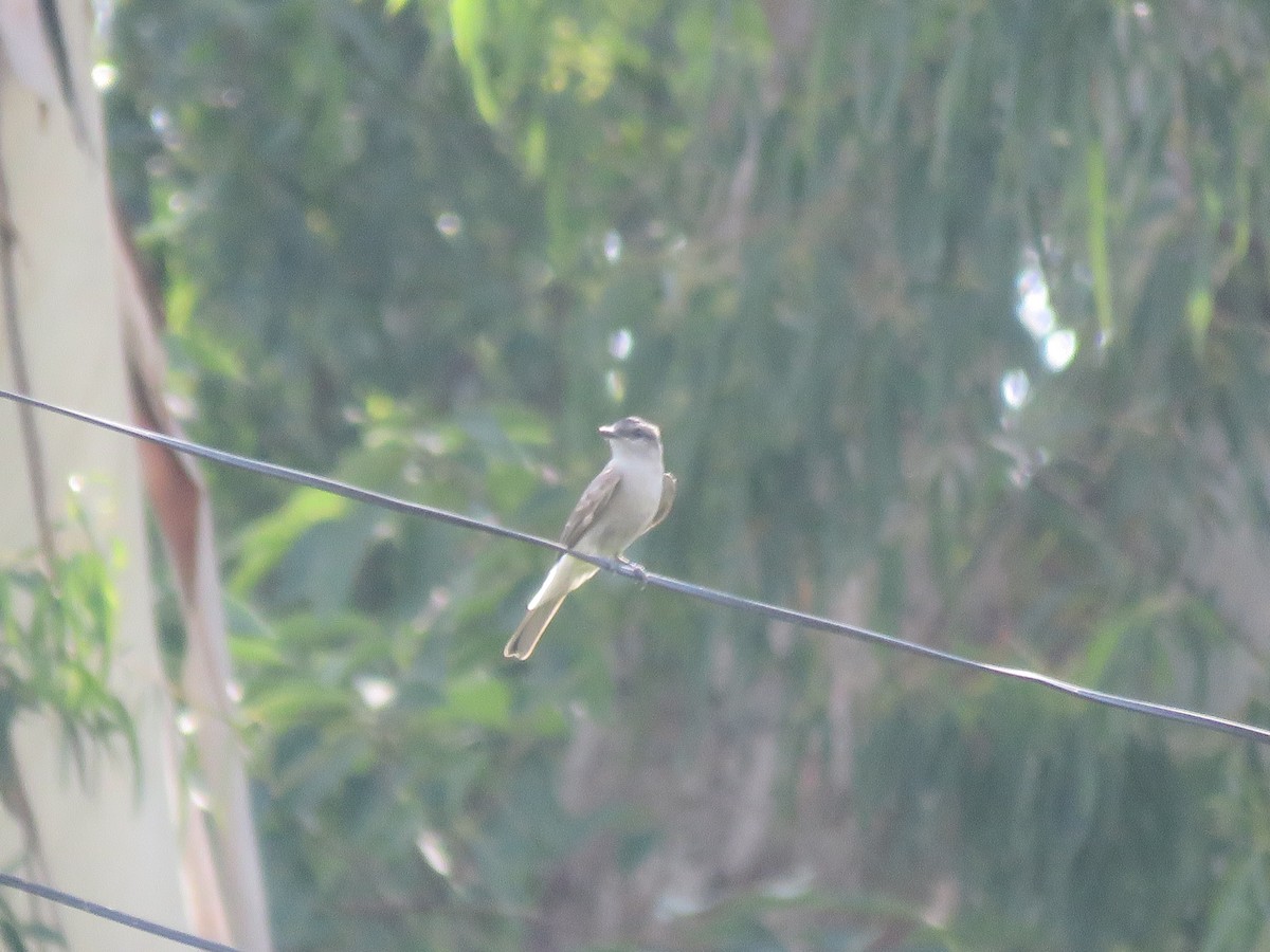 Crowned Slaty Flycatcher - ML642136781