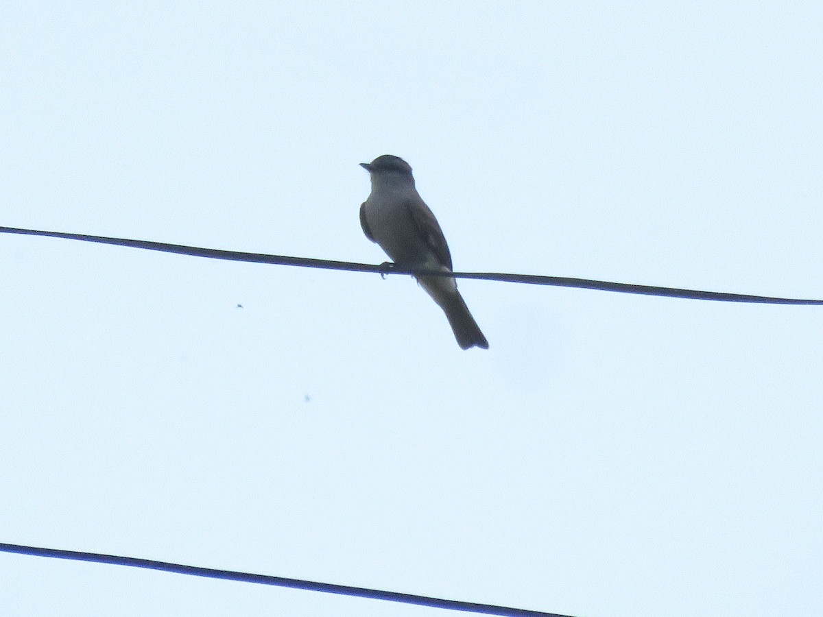 Crowned Slaty Flycatcher - ML642136782