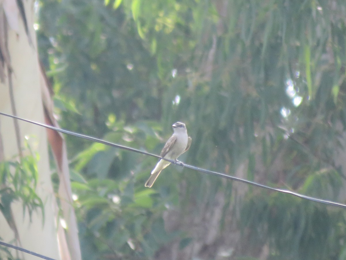 Crowned Slaty Flycatcher - ML642136783