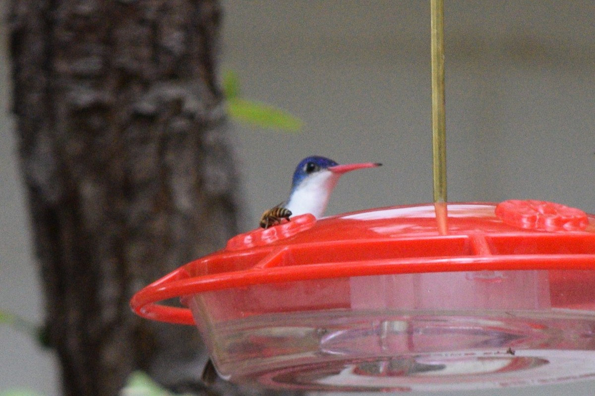 Violet-crowned Hummingbird - ML642136784