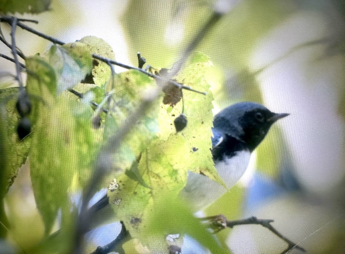 Black-throated Blue Warbler - ML642136789