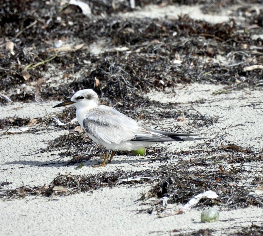 Least Tern - ML642136810