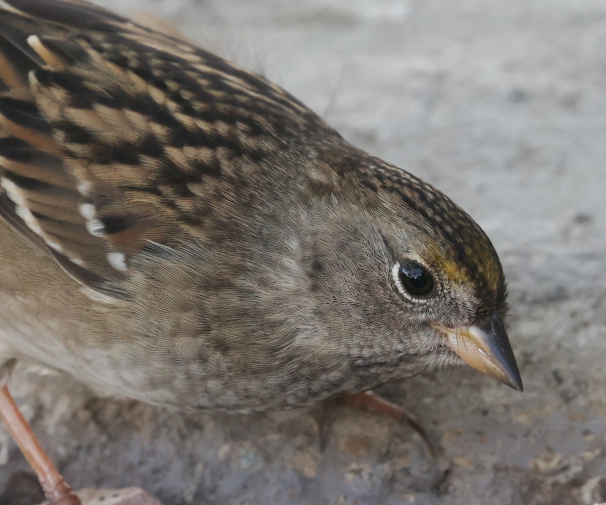 Bruant à couronne dorée - ML642136831