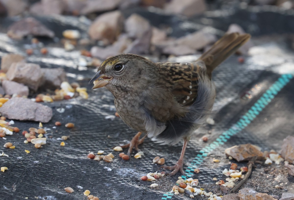 Bruant à couronne dorée - ML642136833