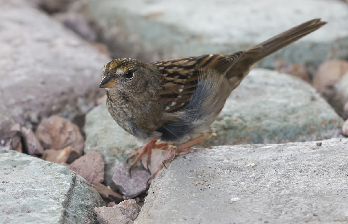 Bruant à couronne dorée - ML642136836