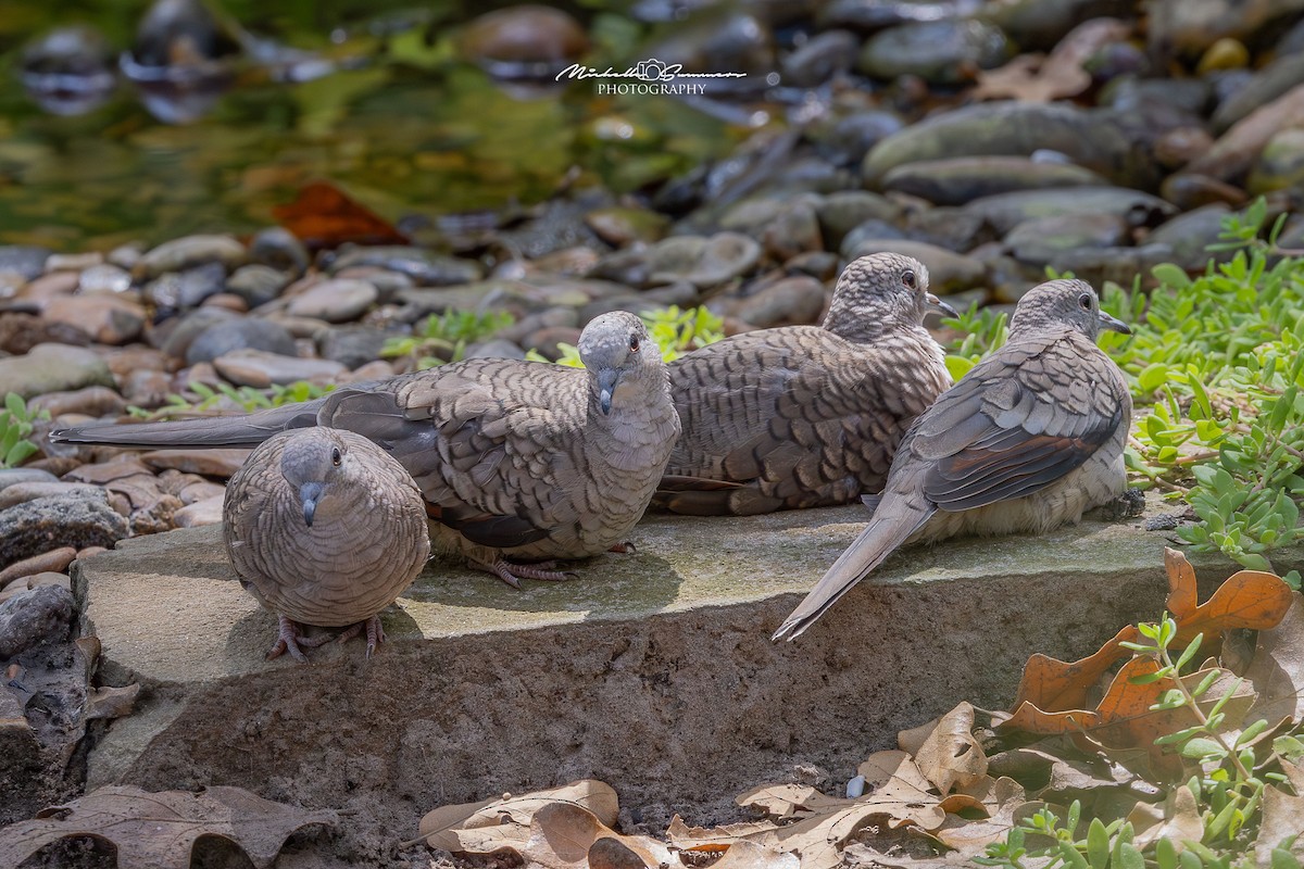 Inca Dove - ML642136839
