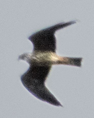 Mississippi Kite - ML642136841