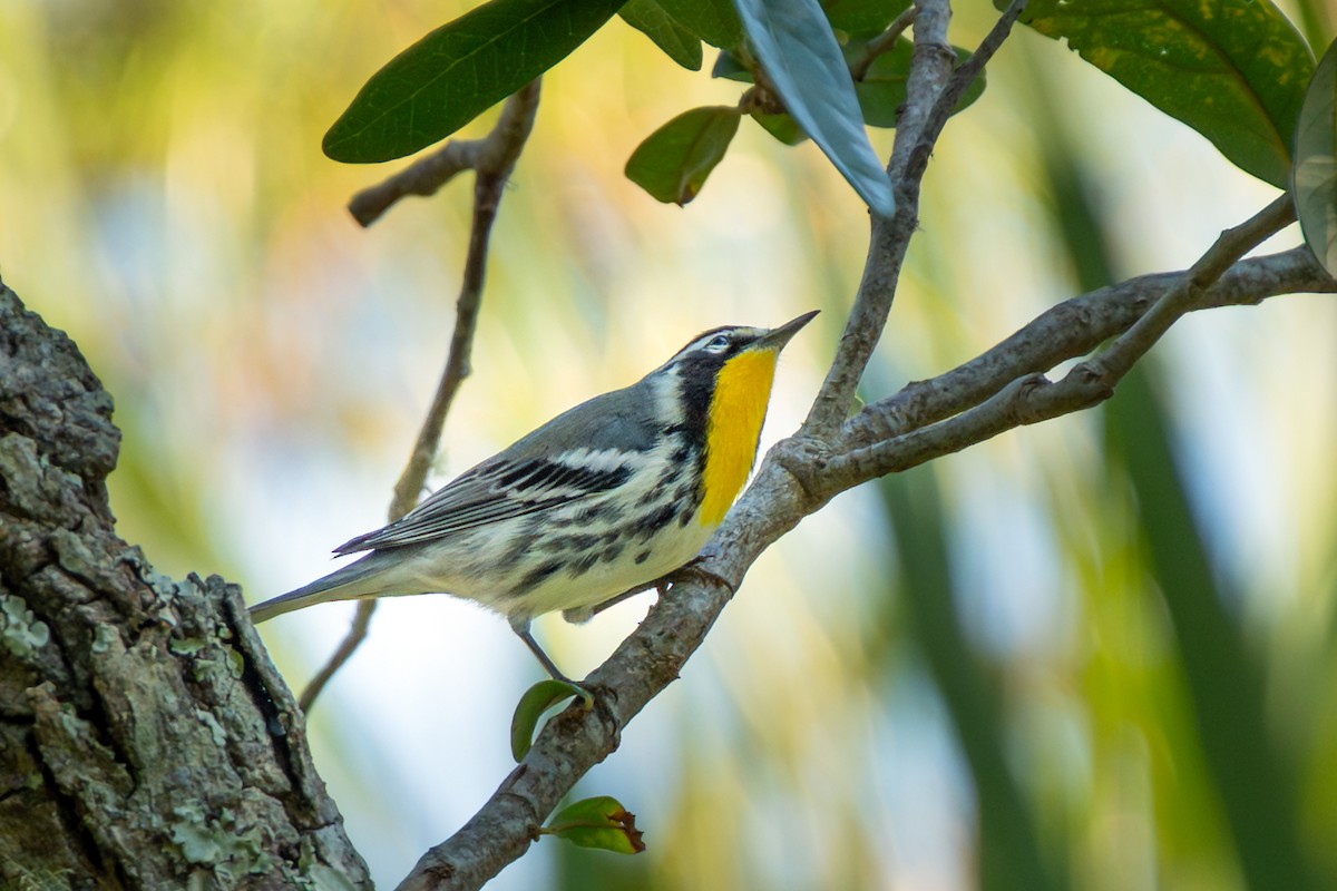 Yellow-throated Warbler - ML642136844