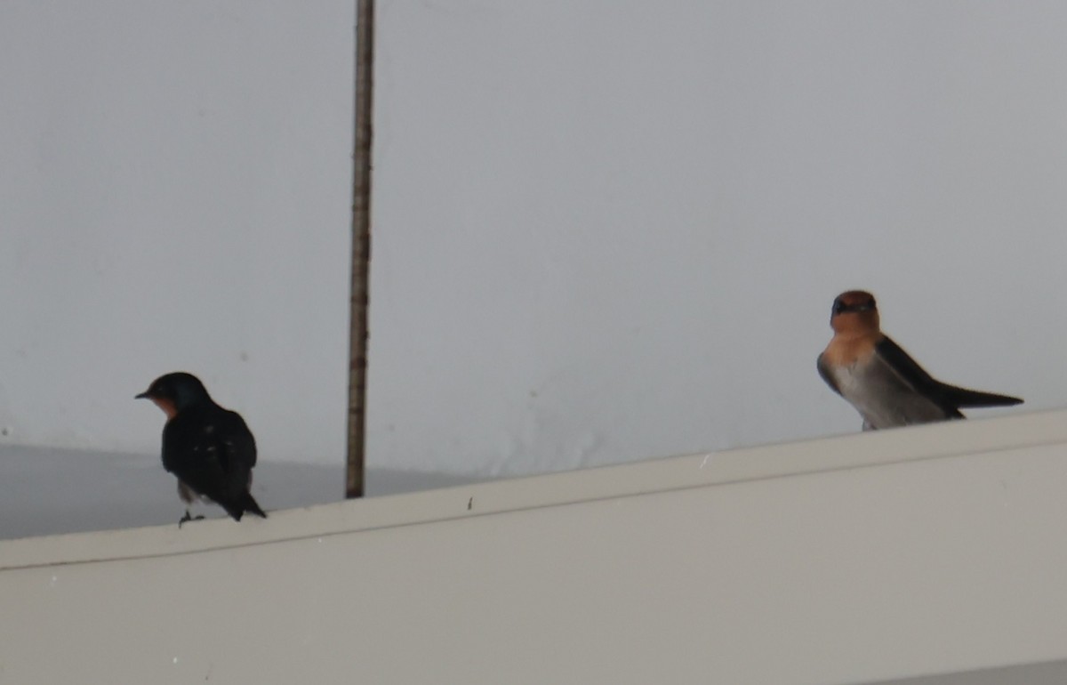 Pacific Swallow - ML642136858