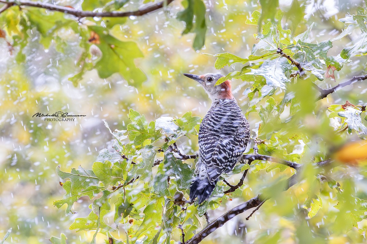 Red-bellied Woodpecker - ML642136859