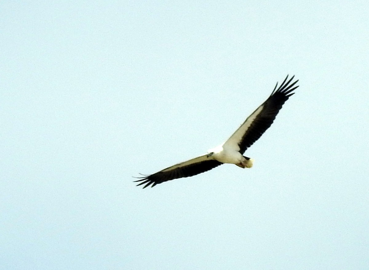 White-bellied Sea-Eagle - ML642136874