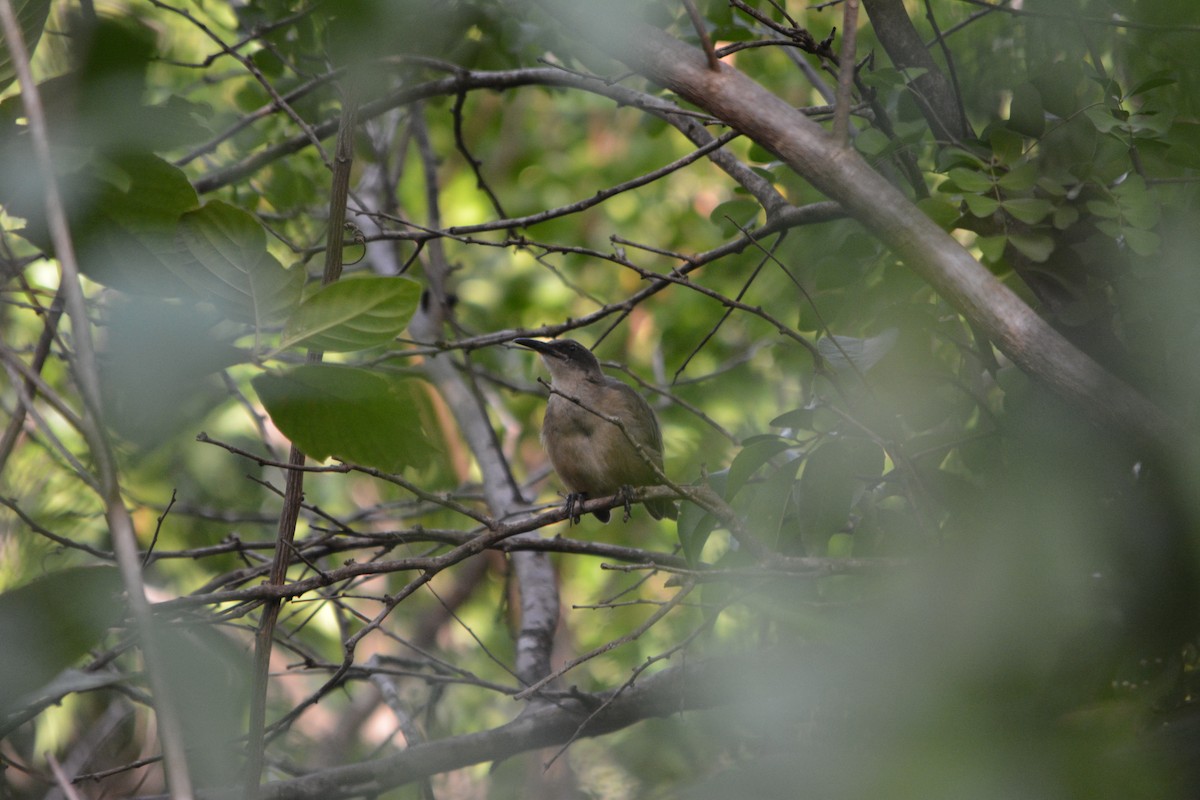 Gray Trembler - ML642136908