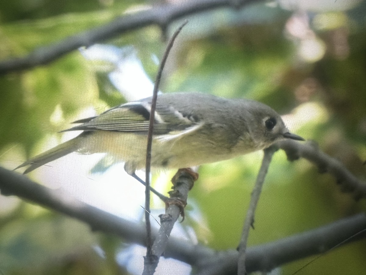 Ruby-crowned Kinglet - ML642136916